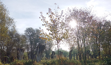 Kopfweidenwald Gülpe